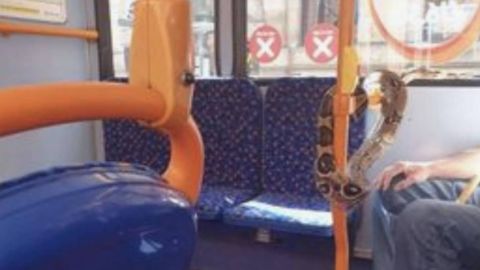 The snake was also seen slithering on the handrail of the bus.