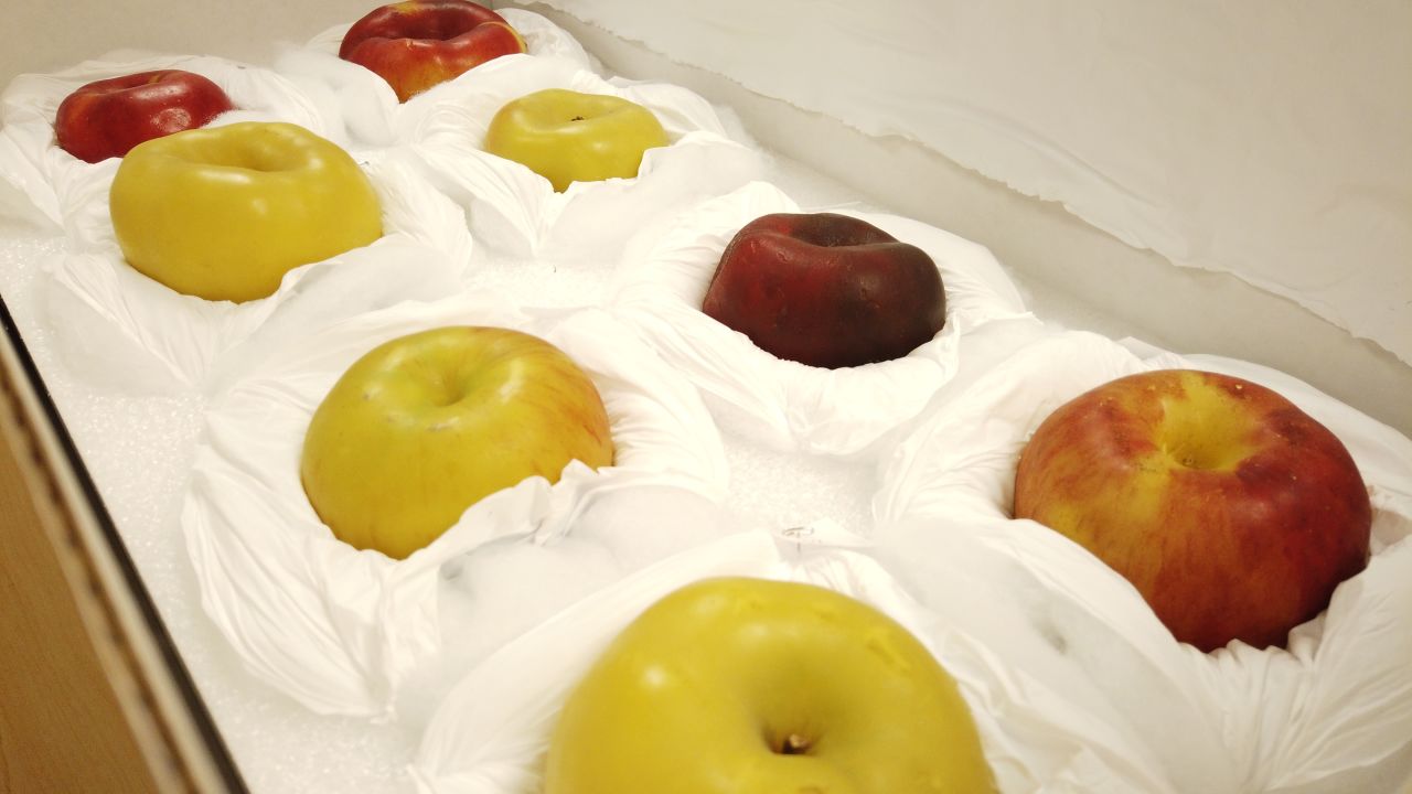 Colorado State University has a collection of wax apple replicas, created by a school professor in the early 1900s, depicting award-winning apples grown in Colorado.