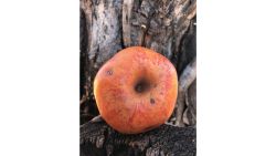 The Colorado Orange apple, a late-season apple,  was popular in the late 1800s because it could be stored for long periods of time to be eaten during the winter months.