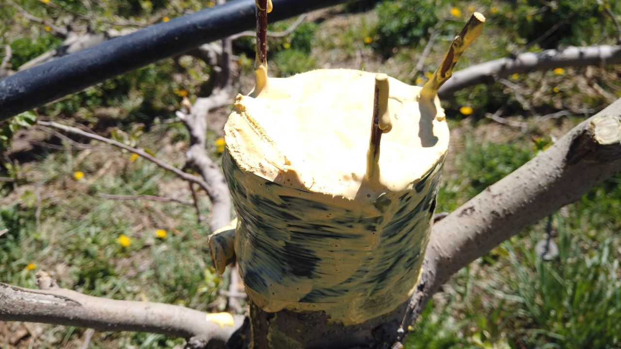 Colorado fruit growers have begun grafting new Colorado Orange apple trees in their orchards. They hope to see apples in two to five years.