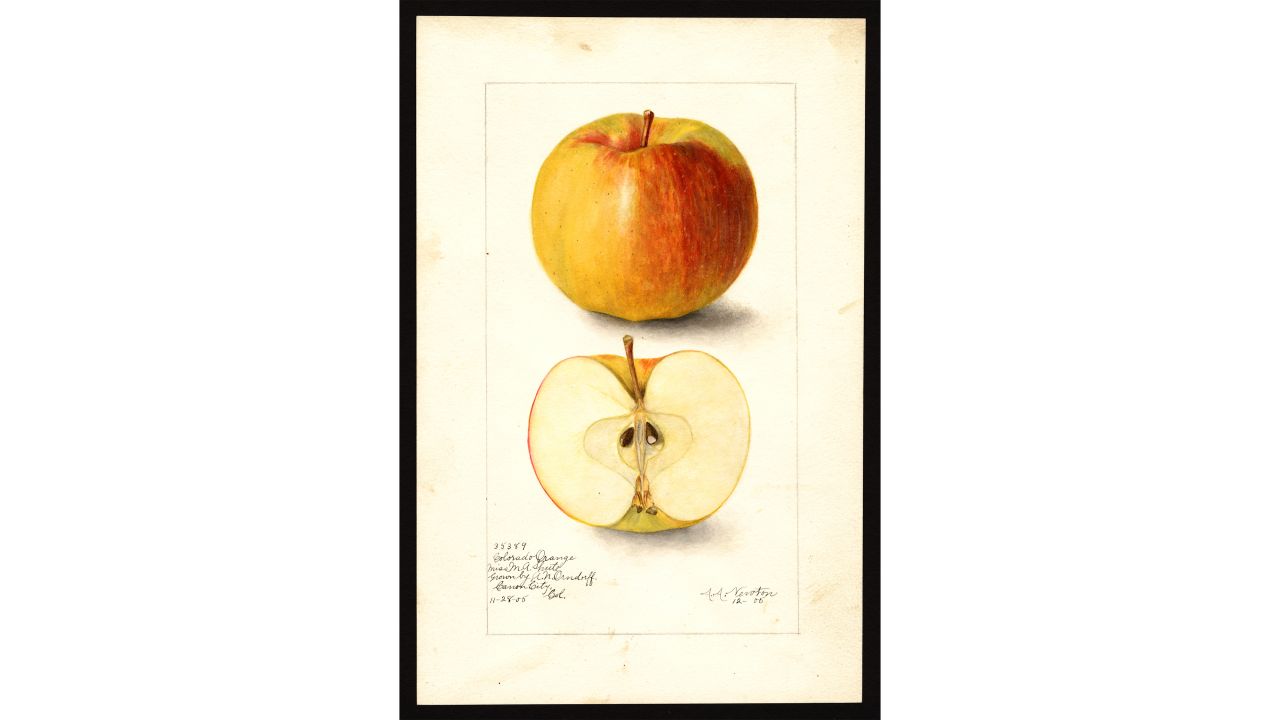The US Department of Agriculture has nearly 4,000 watercolor paintings of various apples grown in the US the past 200 years.