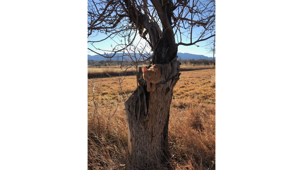 A tree, believed to be one of the last Colorado Orange apple trees in existence, was found in December 2018 with a few apples dangling from its only living branch.