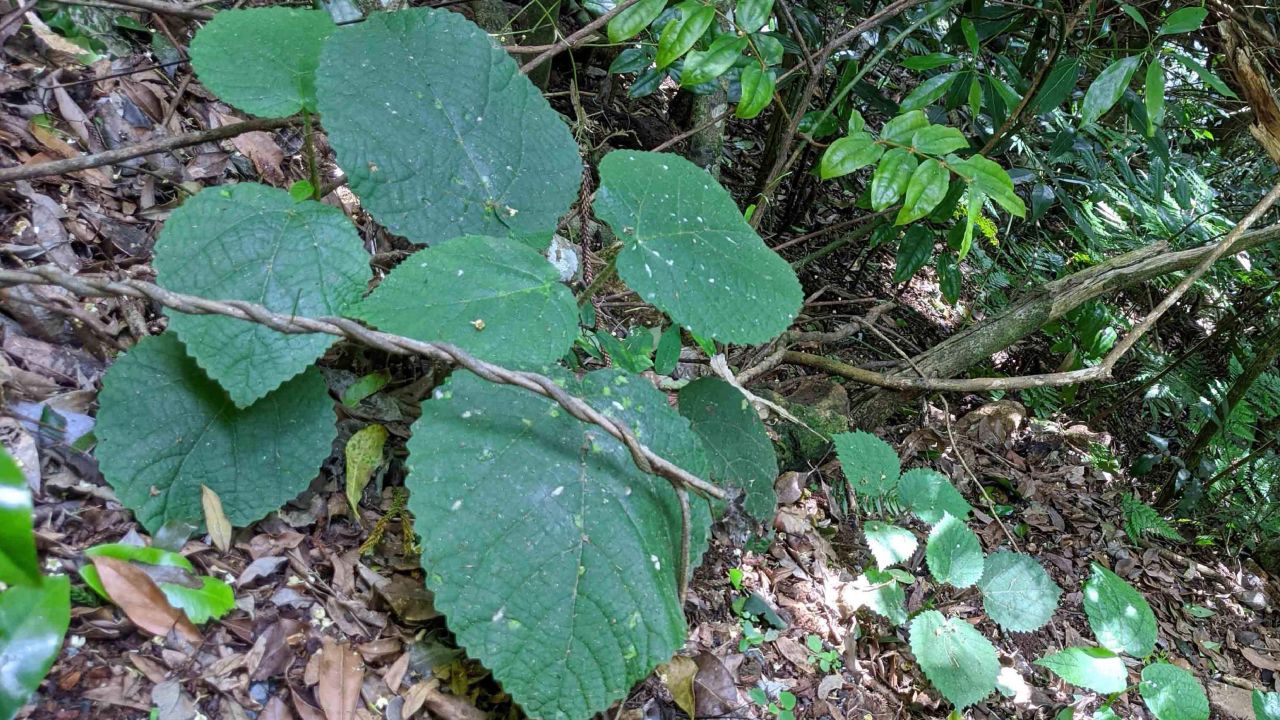 Being stung by a Gympie-Gynpie plant can cause pain that lasts for week.