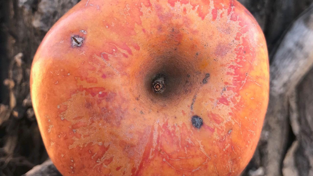 The Colorado Orange apple, a late-season apple, was popular in the late 1800s because it could be stored for long periods to be eaten during the winter.