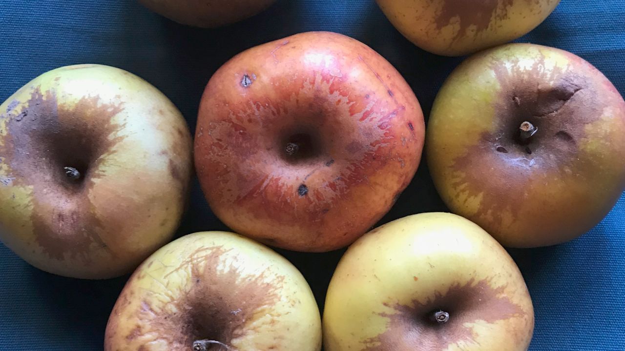 Researchers found a handful of firm apples on the ground below the Fremont County tree. They hoped the apples were of the Colorado Orange variety.