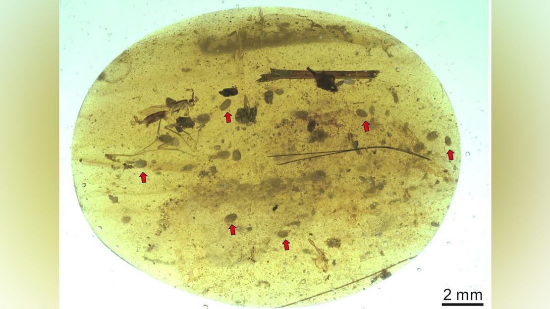 Ostracod crustaceans were entrapped in this tiny piece of Cretaceous amber found in Myanmar.