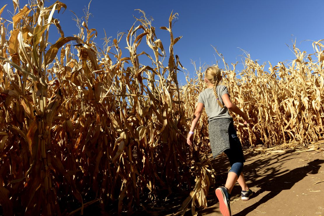 Kids will enjoy getting lost inside a corn maze. 