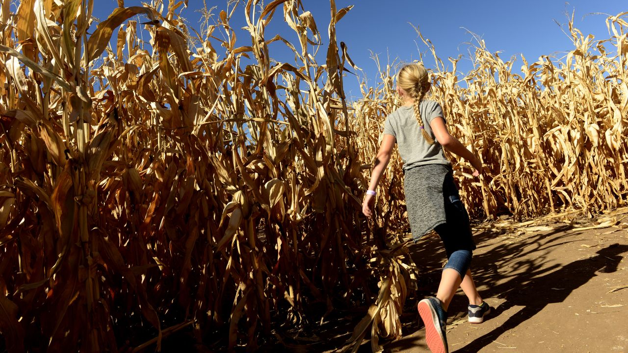 Kids will enjoy getting lost inside a corn maze. 