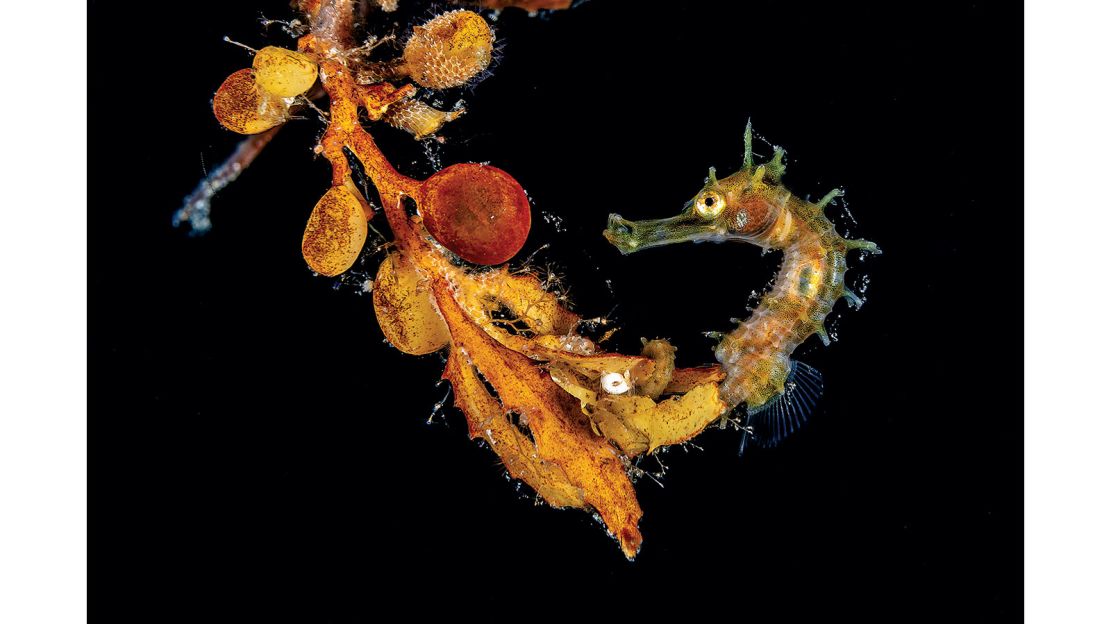 Jeffrey Haines' award-winning seahorse image.