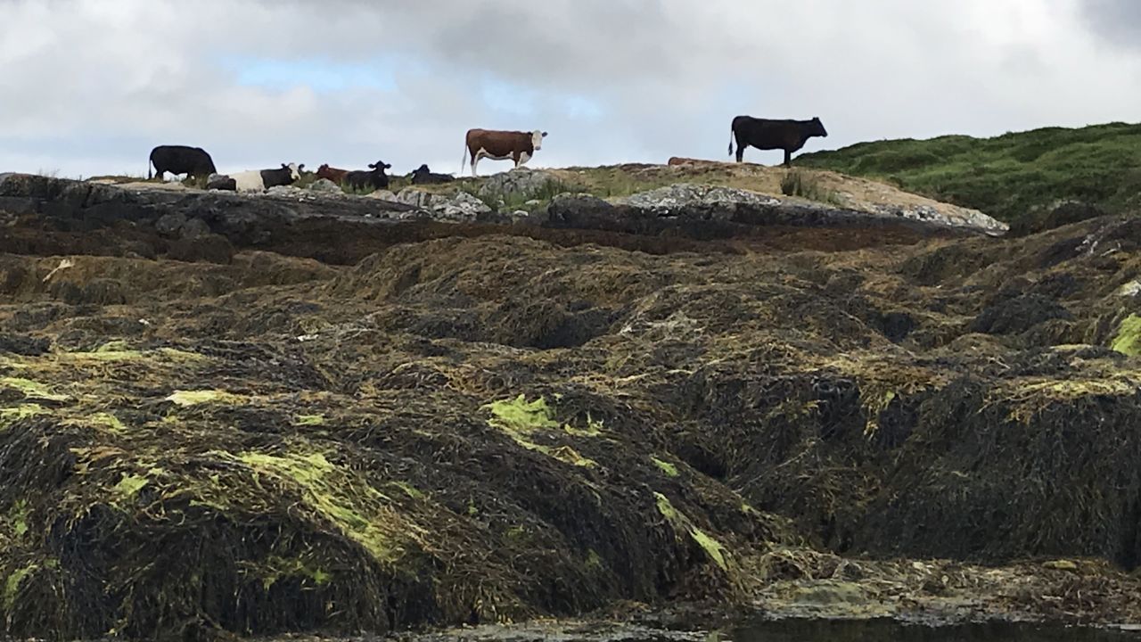 Cows -- like these ones in Connemara, Ireland -- often choose to nibble on seaweed when foraging near the sea. 