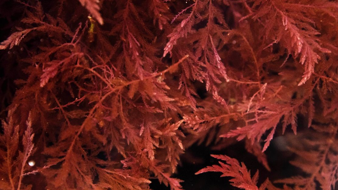 This seaweed could help lower methane emissions.