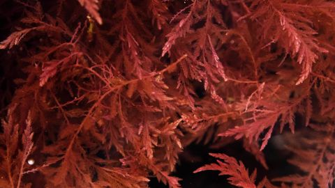 This seaweed could help lower methane emissions. 