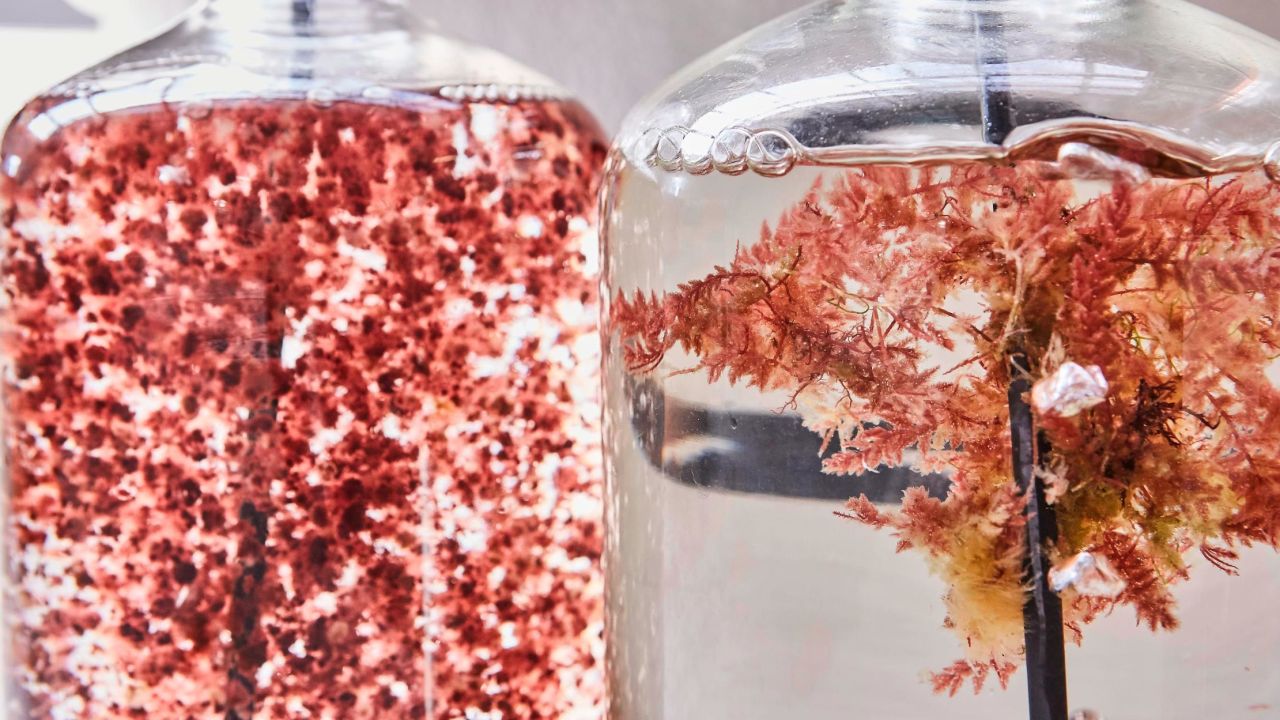 Sea Forest conducts laboratory research on asparagopsis cultivation.