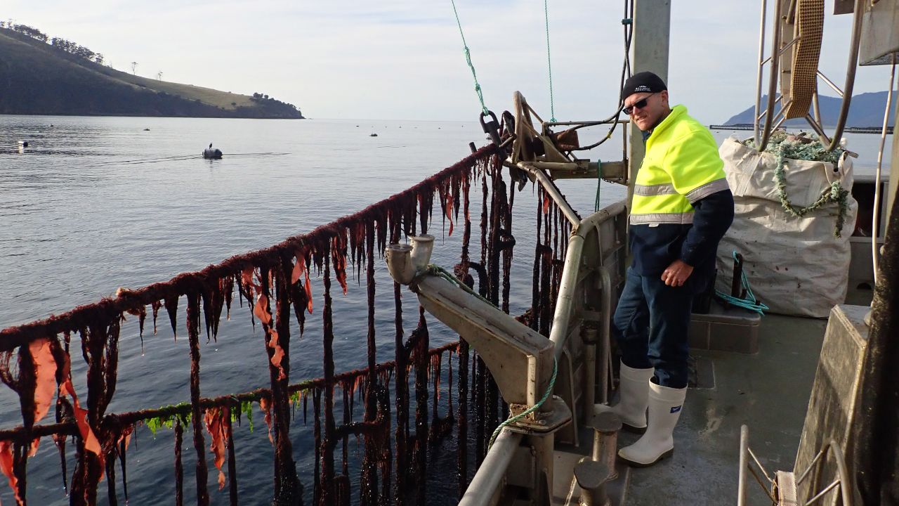 Sea Forest is cultivating asparagopsis in a marine farm off the coast of Tasmania.  