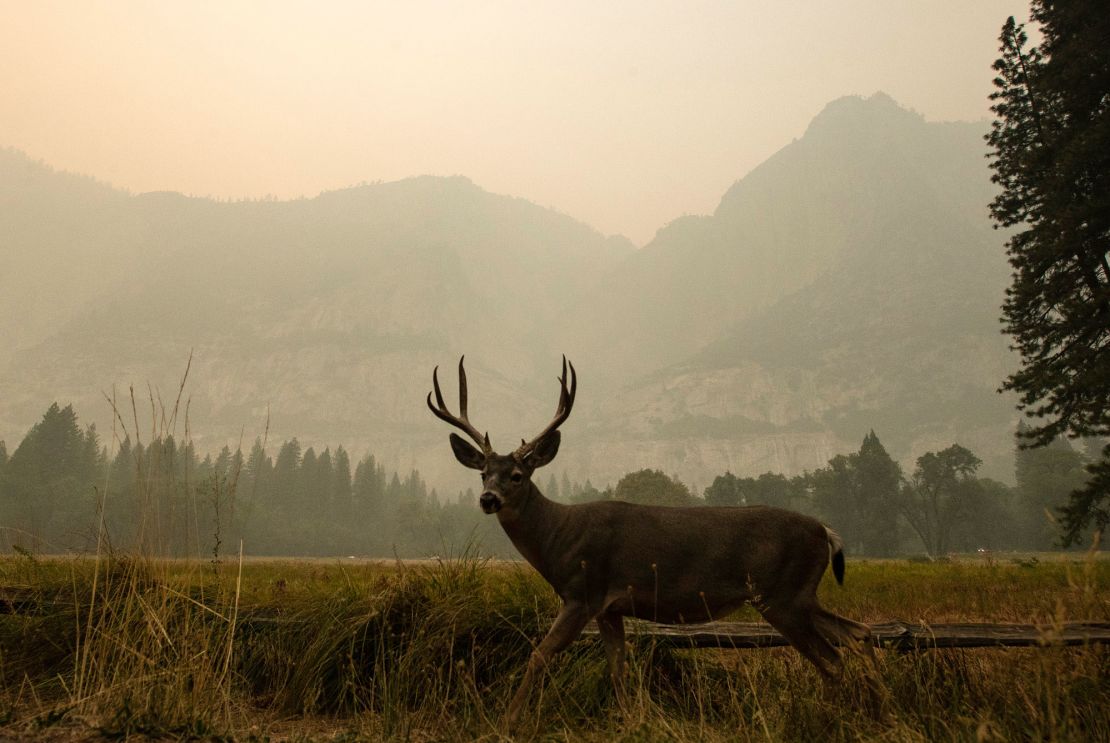 A deer grazes in Cook's Meadow as thick smoke shrouds the iconic landmarks of Yosemite Valley on Saturday.