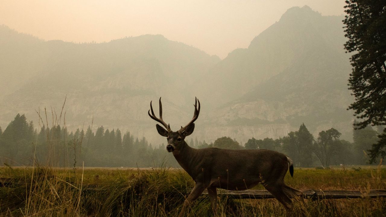 A deer grazes in Cook's Meadow as thick smoke shrouds the iconic landmarks of Yosemite Valley on Saturday.