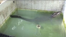 The Chinese alligator bellowing in the tank (prior to the heliox experiment). A team of scientists who put an alligator in a helium-filled box and made it shout have won an Ig Nobel award, which highlights given to humorous scientific research. 
