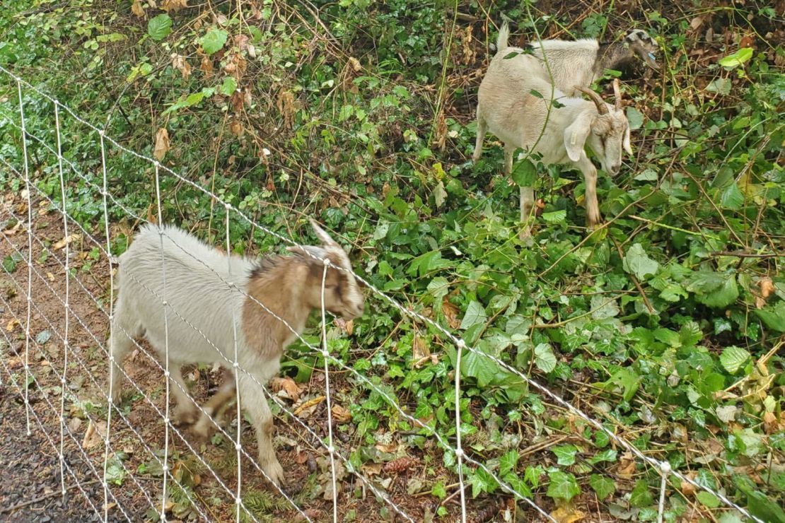 The goats don't mind working on steep slopes.