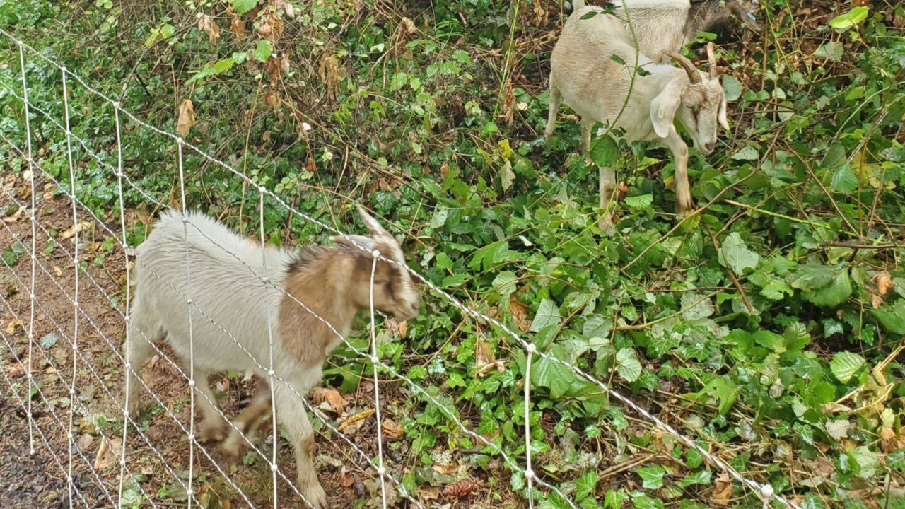 The goats don't mind working on steep slopes.