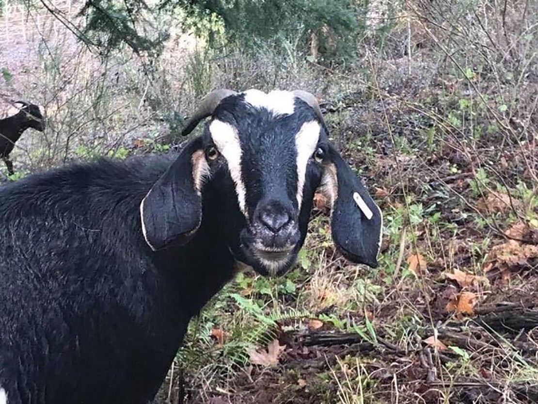 The City of Forest Grove has used goats for the past four years. 