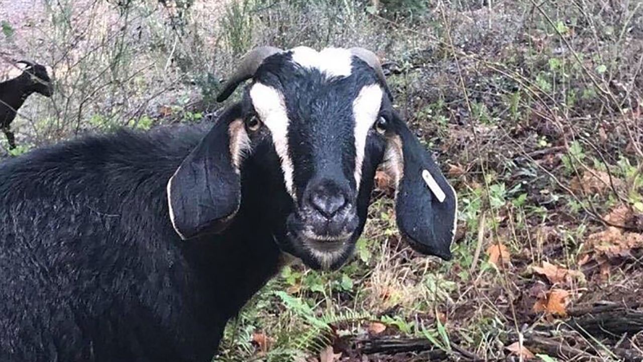 The City of Forest Grove has used goats for the past four years.
