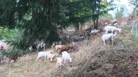 Goats are eating vegetation to help fight forest fires.