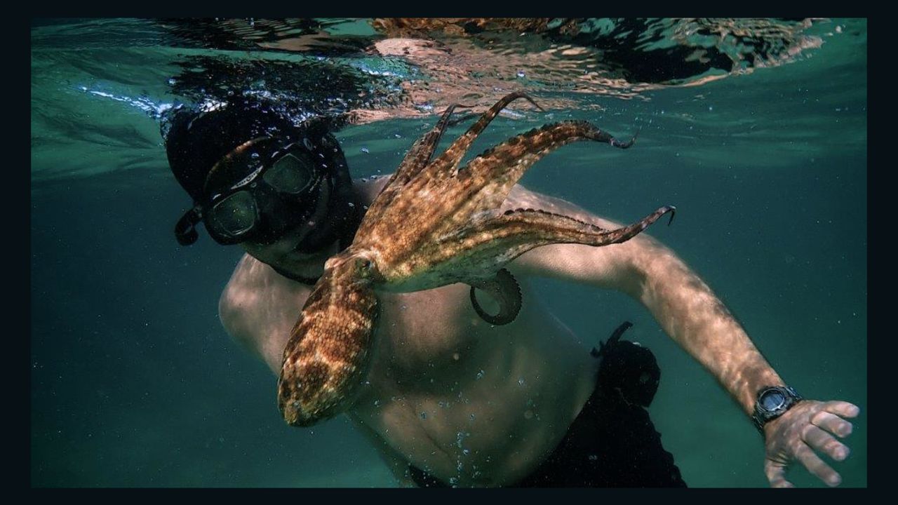 Craig Foster spent a year with an octopus.