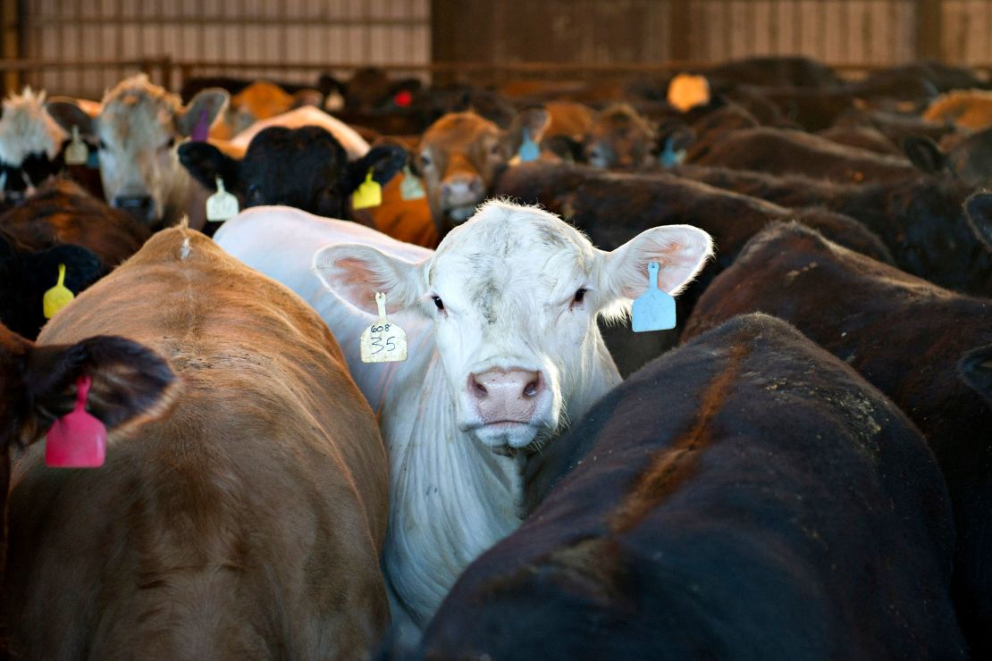 Beef cattle in a feedlot in  Illinois, US.