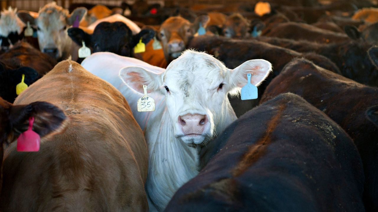 Beef cattle in a feedlot in  Illinois, US.