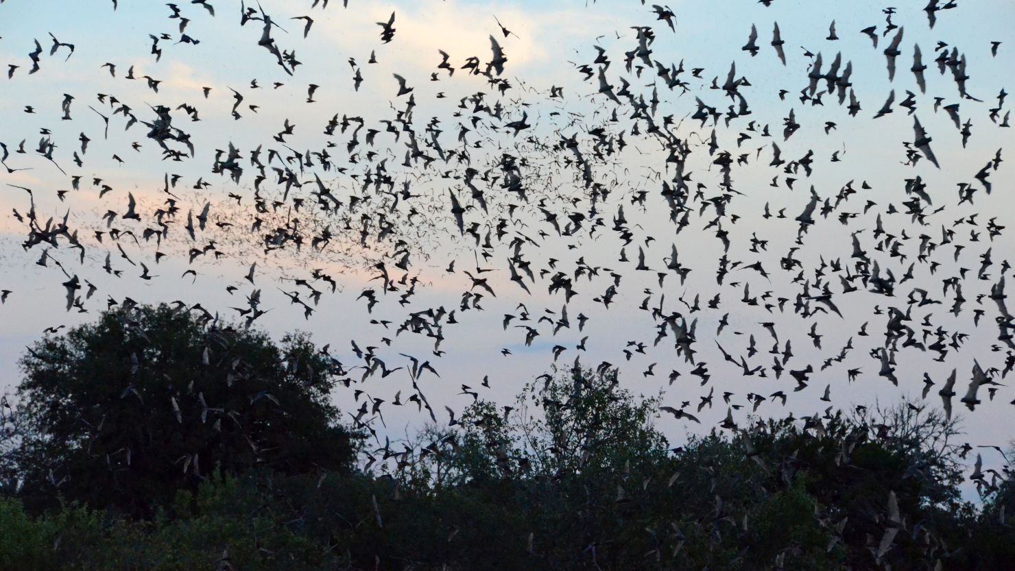 The Arizona Game and Fish Department suspects the radar detected a colony of Mexican Free-tailed bats, similar to those seen here emerging from a cave in central Texas.