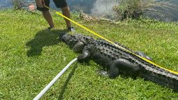  Florida woman was attacked by this large alligator while trimming trees.