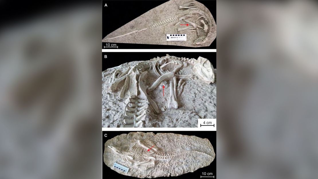 The two preserved skeletons (A/B and C) of Changmiania liaoningensis. Red arrows indicate gastrolith, or stone clusters.  