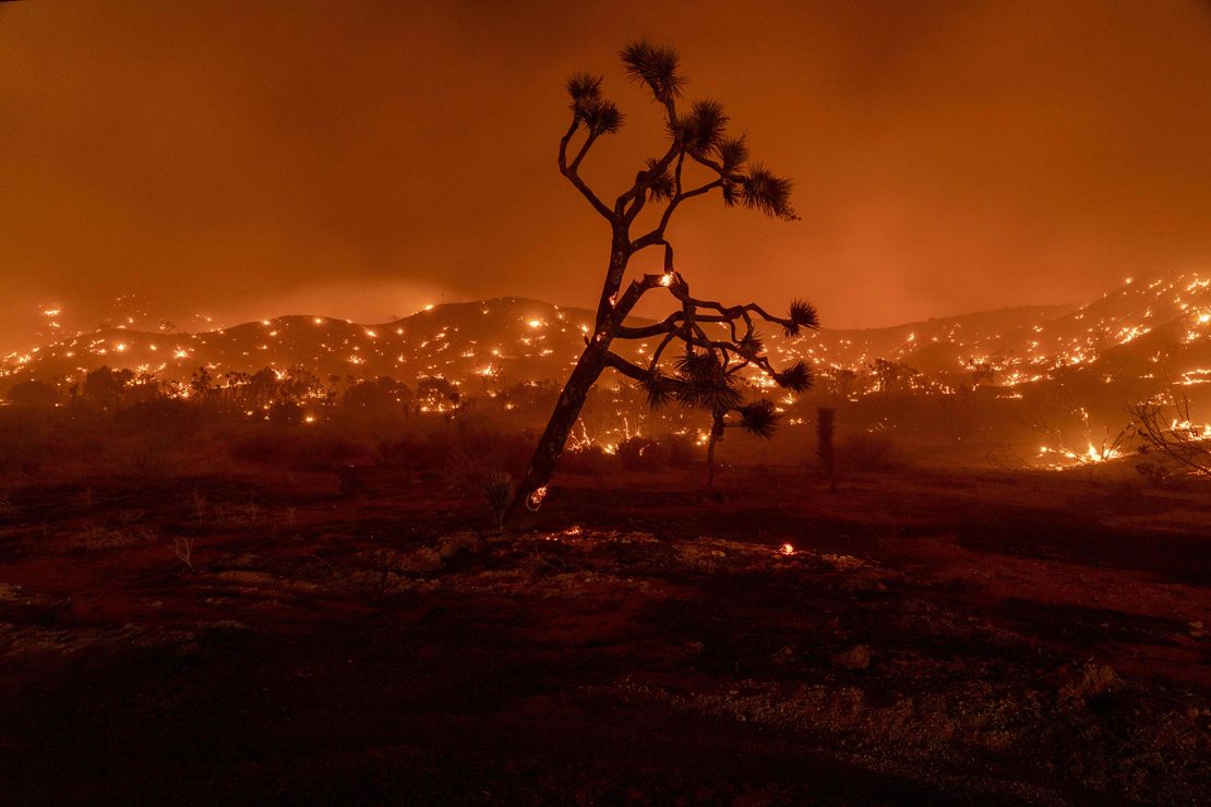 A Joshua Tree burns during the Bobcat Fire in Juniper Hills.