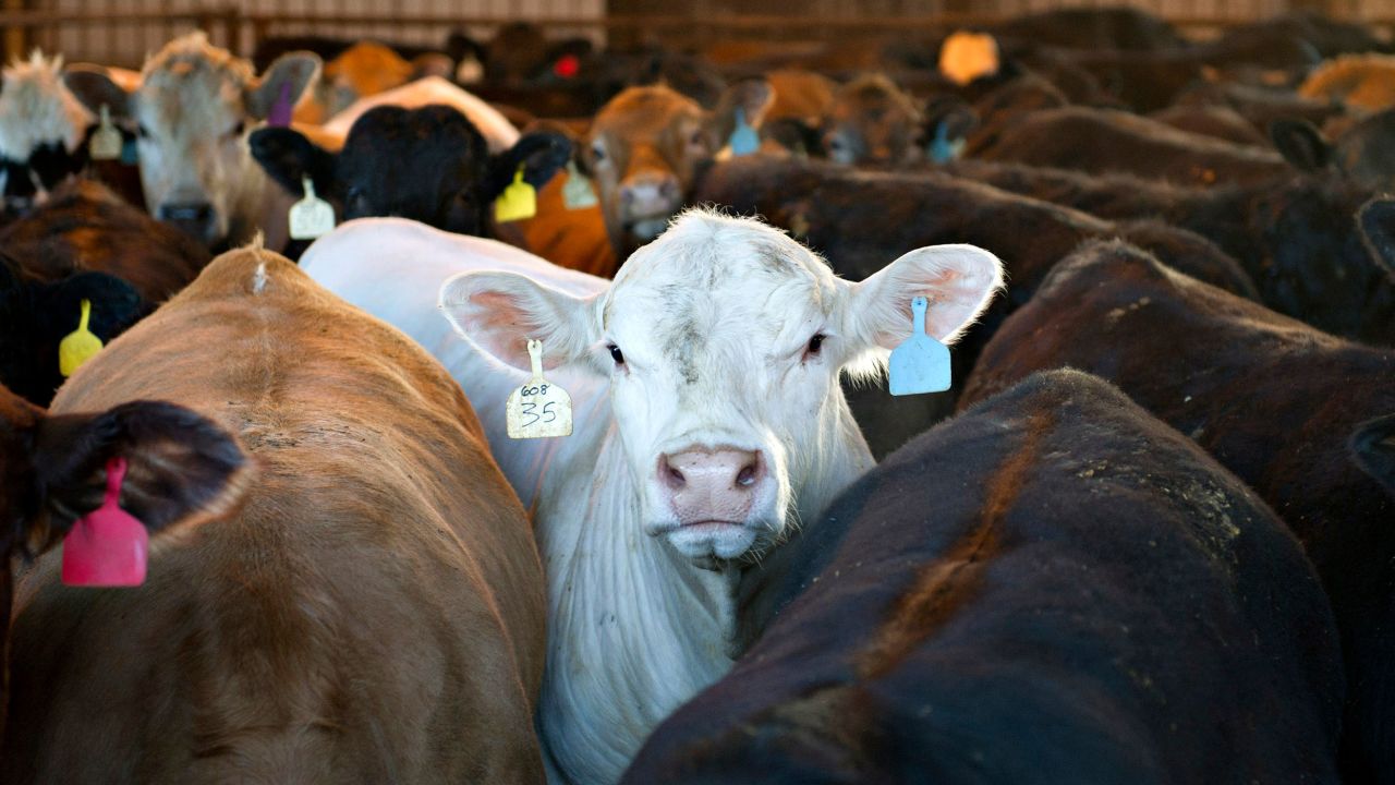 Beef cattle stand in a barn at a feedlot owned by Jamie Willrett in Malta, Illinois, U.S., on Tuesday, April 5, 2011. Cattle fell the most in three weeks yesterday on speculation that demand from U.S. processors may ease after a rally to a record. Photographer: Daniel Acker/Bloomberg via Getty Images