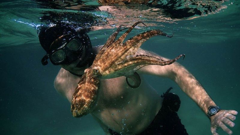 Severe Heart Attack Strikes Elderly Korean Man After Choking on Fresh Octopus Dish