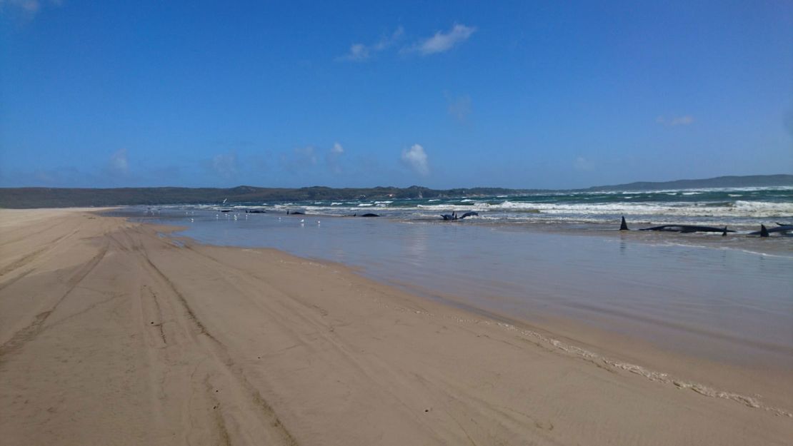 One of the sandbars where the pod of whales washed up in Tasmania, Australia.