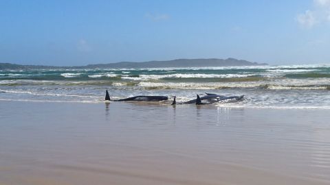 Hundreds of whales stranded on sandbank in Tasmania, Australia | CNN
