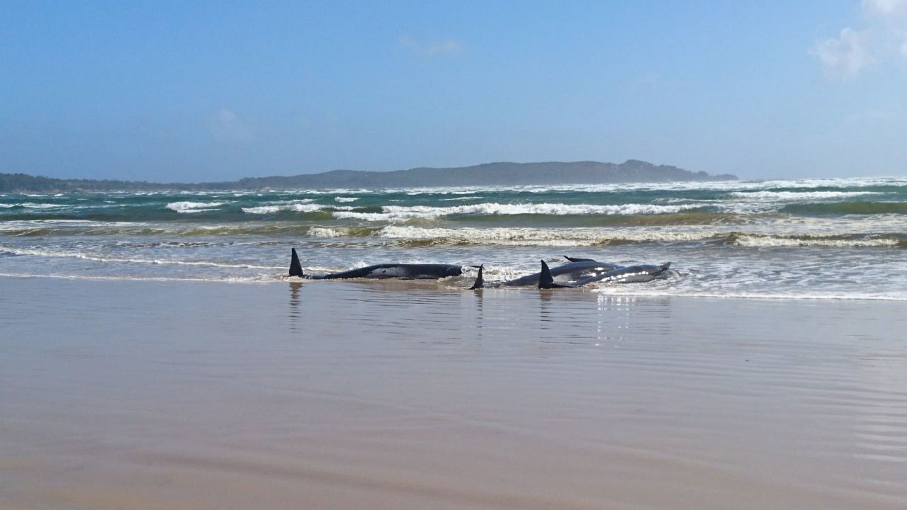 Hundreds of whales stranded on sandbank in Tasmania, Australia CNN