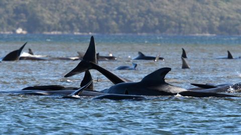 The whales got stuck on a sandbank in Tasmania, southern Australia.