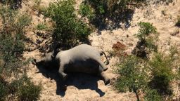 More than 360 elephants have died in Botswana