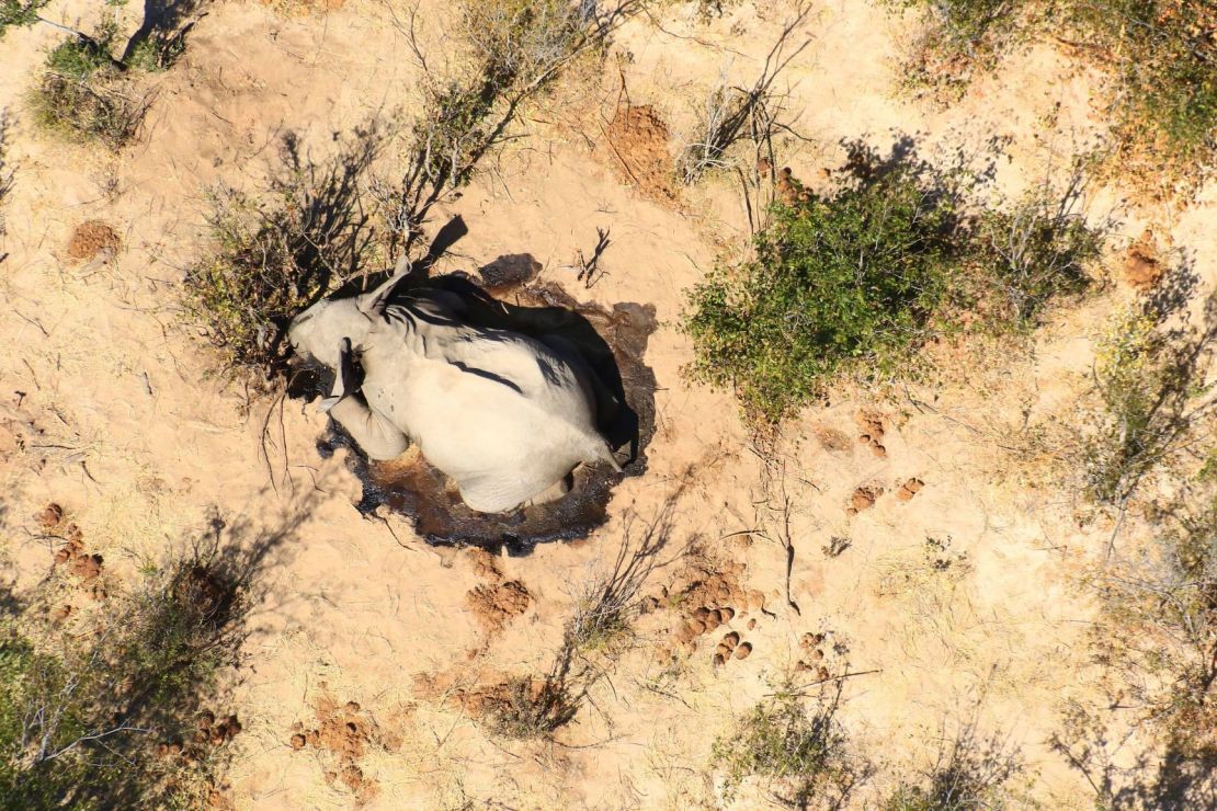 Botswana says cyanobacteria caused elephant deaths in the hundreds | CNN