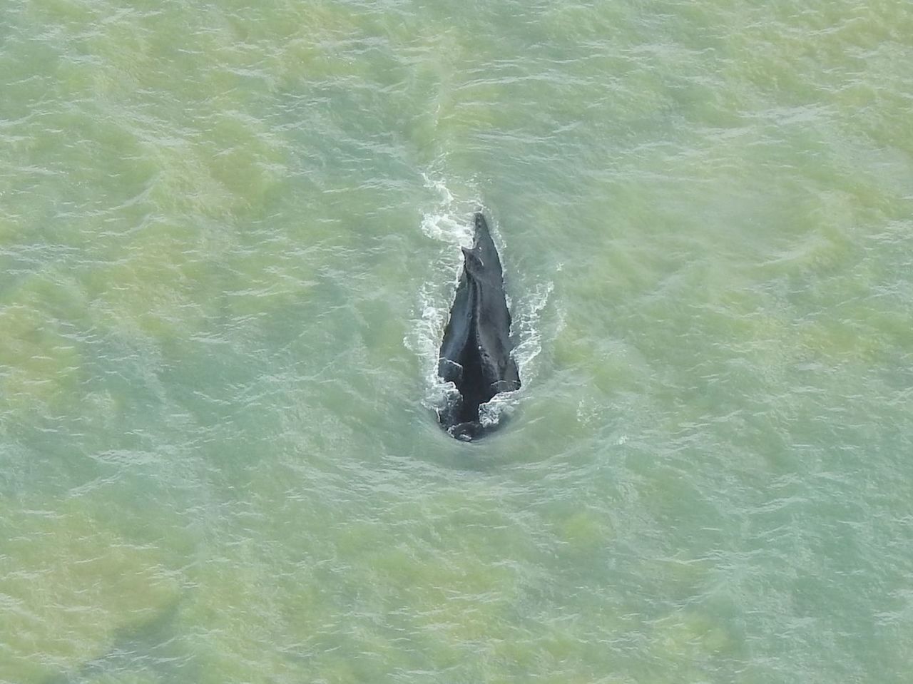 A photo of the humpback whale, which swam out of the crocodile-infested river in Australia, posted on September 21.