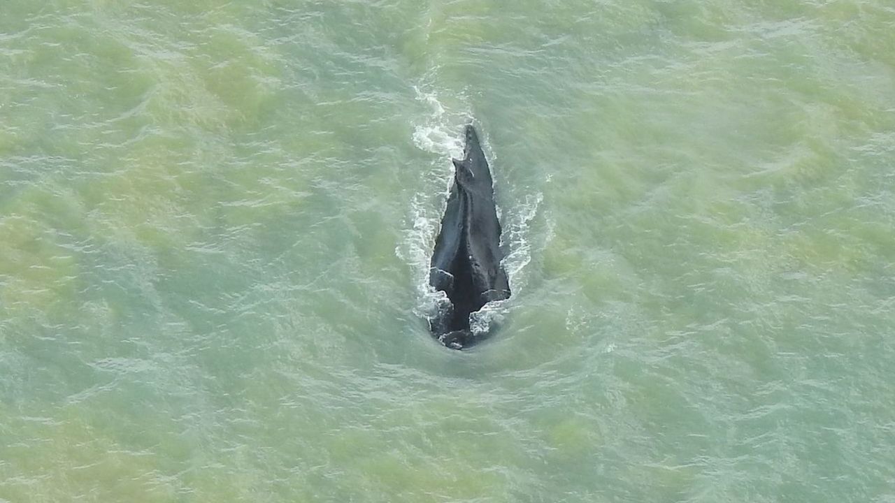 A photo of the humpback whale, which swam out of the crocodile-infested river in Australia, posted on September 21.