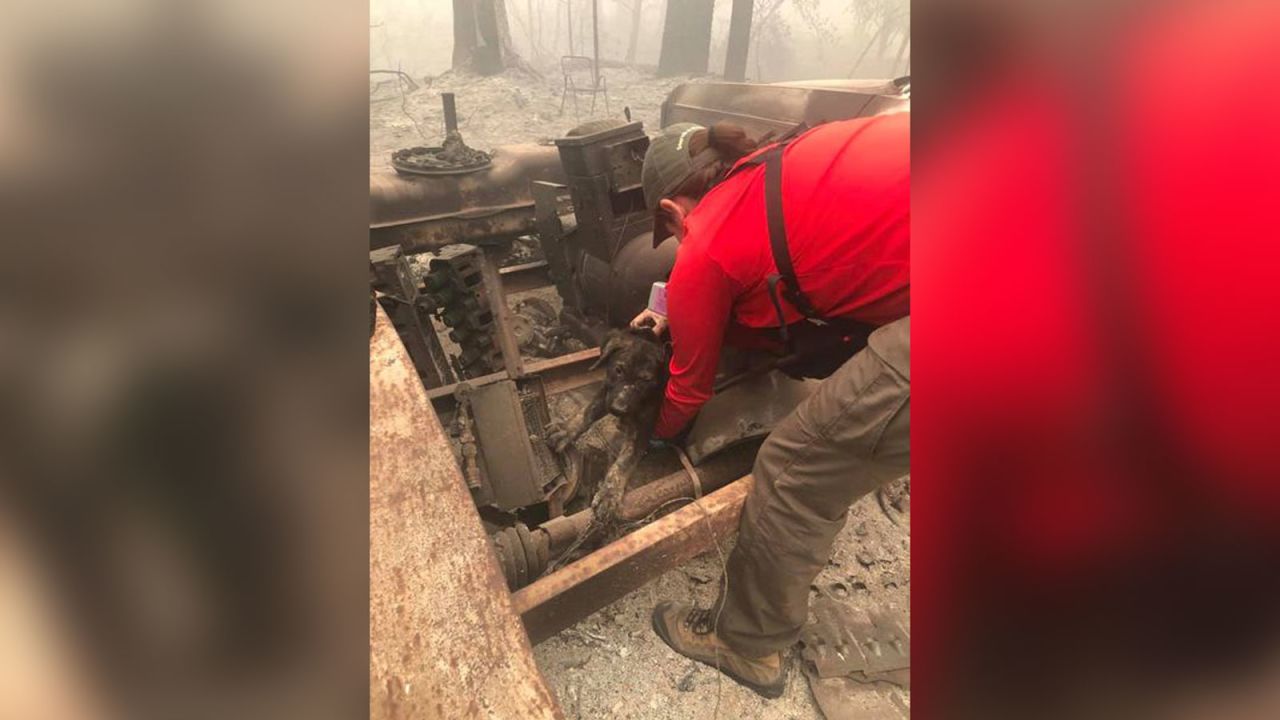 02 wildfires rescued puppy trnd