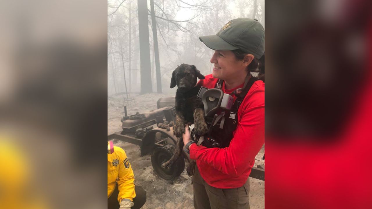 A puppy was pulled from the rubble in an area devastated by the wildfires. Rescuers named him Trooper.