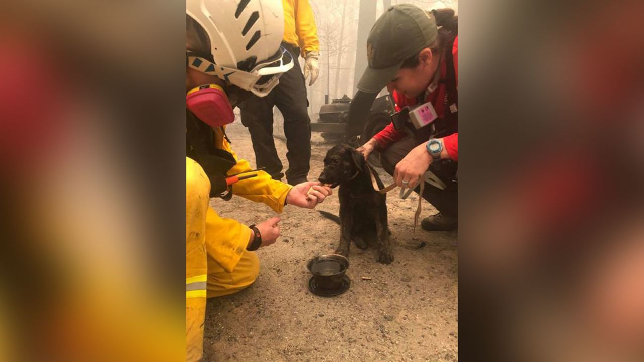 04 wildfires rescued puppy trnd