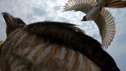 Scientists took video and audio recordings of the birds' wing feathers to see how they produced their feather-fluttering sounds.