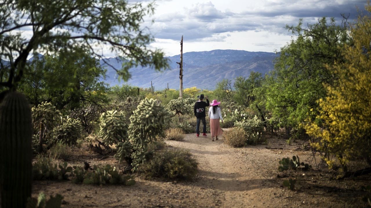 Cactus Forest Trail in Saguaro National Park. Tucson, Arizona. BRENDAN SMIALOWSKI/AFP via Getty Images