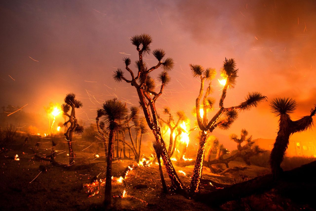 Wind whips embers from Joshua trees burned by the Bobcat Fire in Juniper Hills on September 18, 2020.