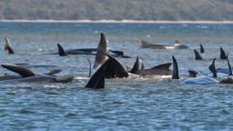 This photograph taken on September 21, 2020 shows a pod of whales stranded on a sandbar in Macquarie Harbour on the rugged west coast of Tasmania. - Up to 90 whales have died and a "challenging" operation is underway to rescue 180 more still stranded in a remote bay in southern Australia on September 22. Scientists said two large pods of long-finned pilot whales became stuck on sandbars in Macquarie Harbour, on Tasmania's sparsely populated west coast. (Photo by - / POOL / AFP) (Photo by -/POOL/AFP via Getty Images)
